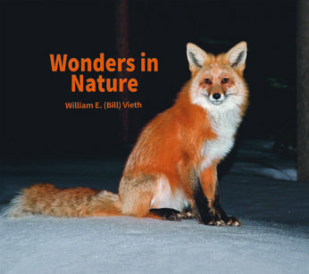 Wonders in Nature